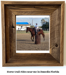 horse trail rides near me in Dunedin, Florida